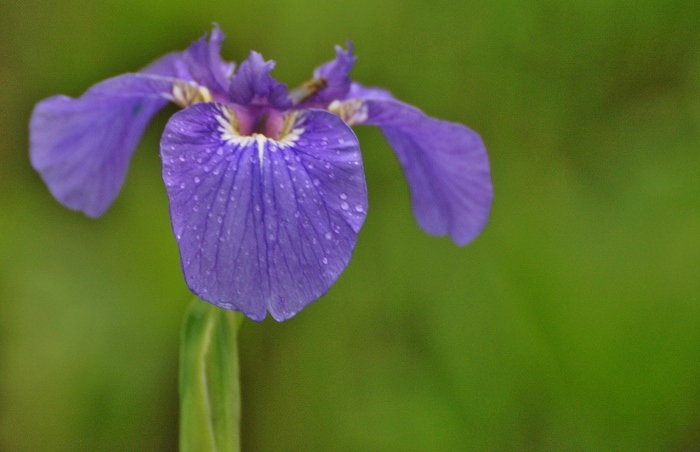 closeup of a purple iris